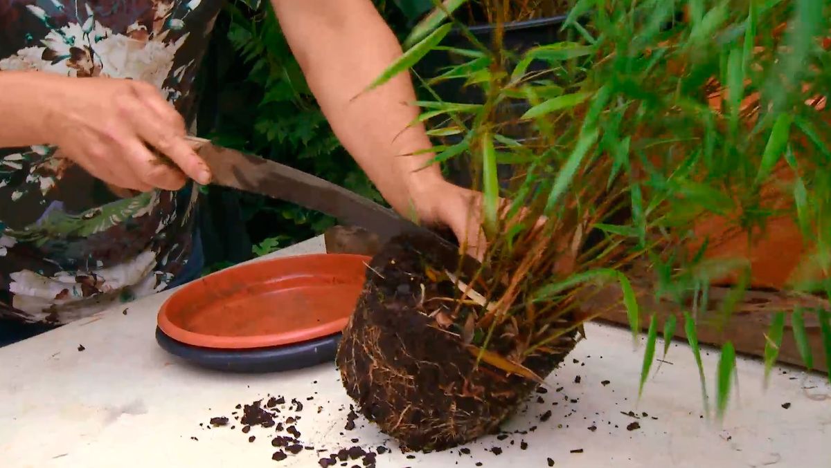 División de mata de un Bambú Fargesia