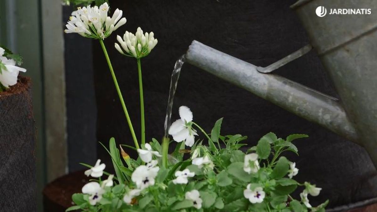 Riego de las plantas en jardinera de tela
