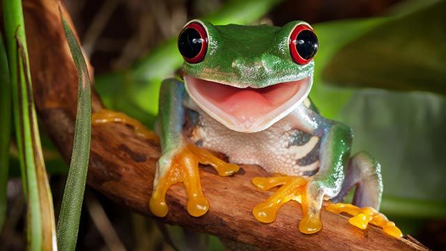 animales felices 22 rana arbol