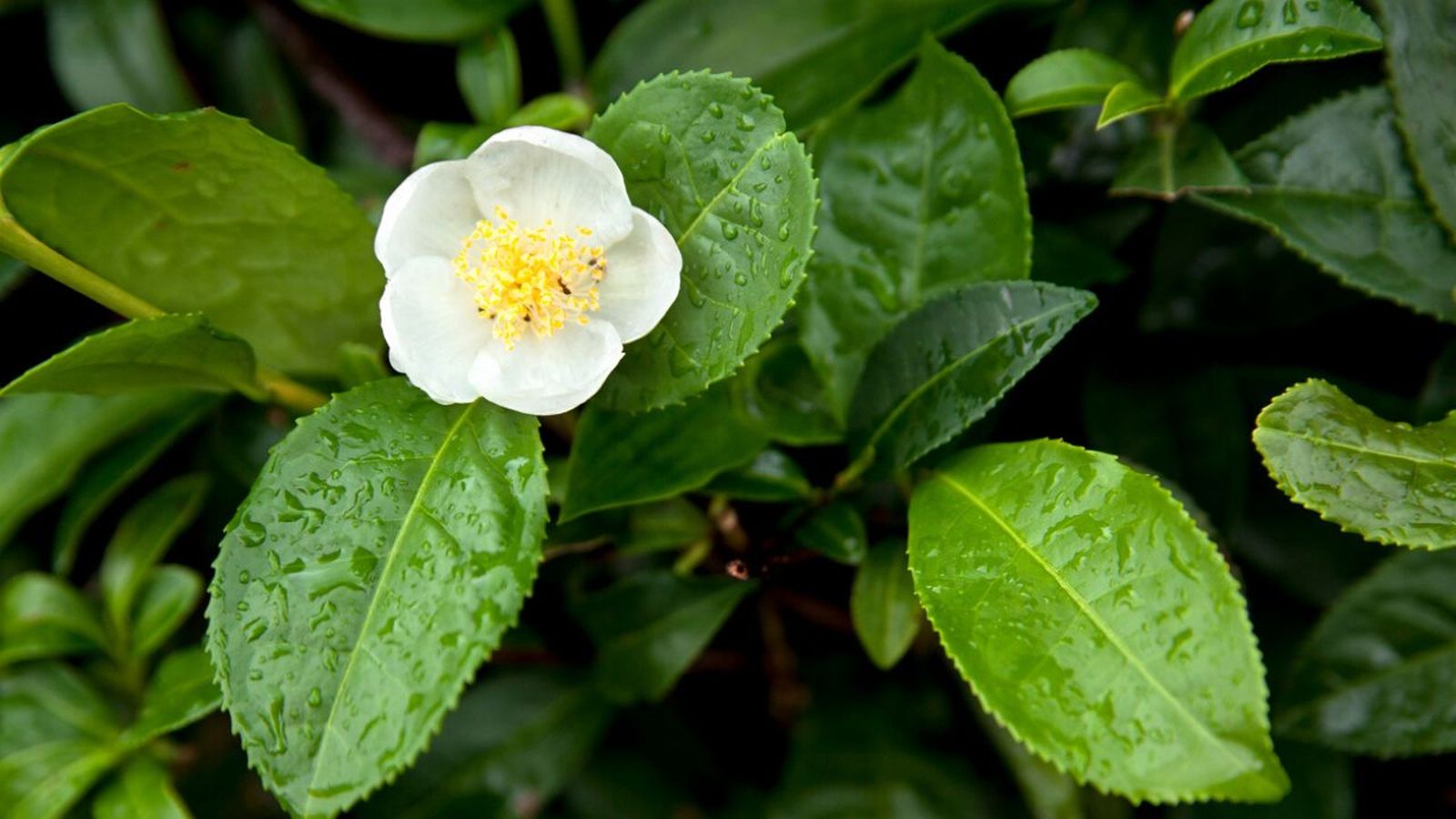 camellia sinensis planta de la que se extrae el te