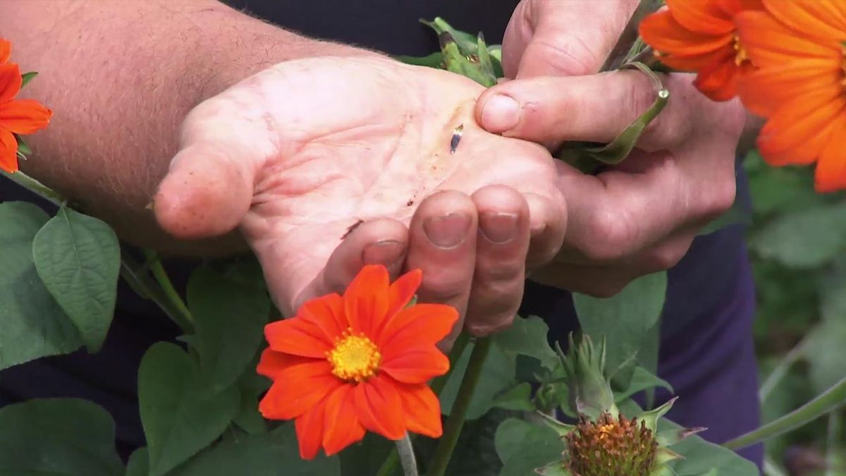 deco 753 jardin girasol mexicano semillas