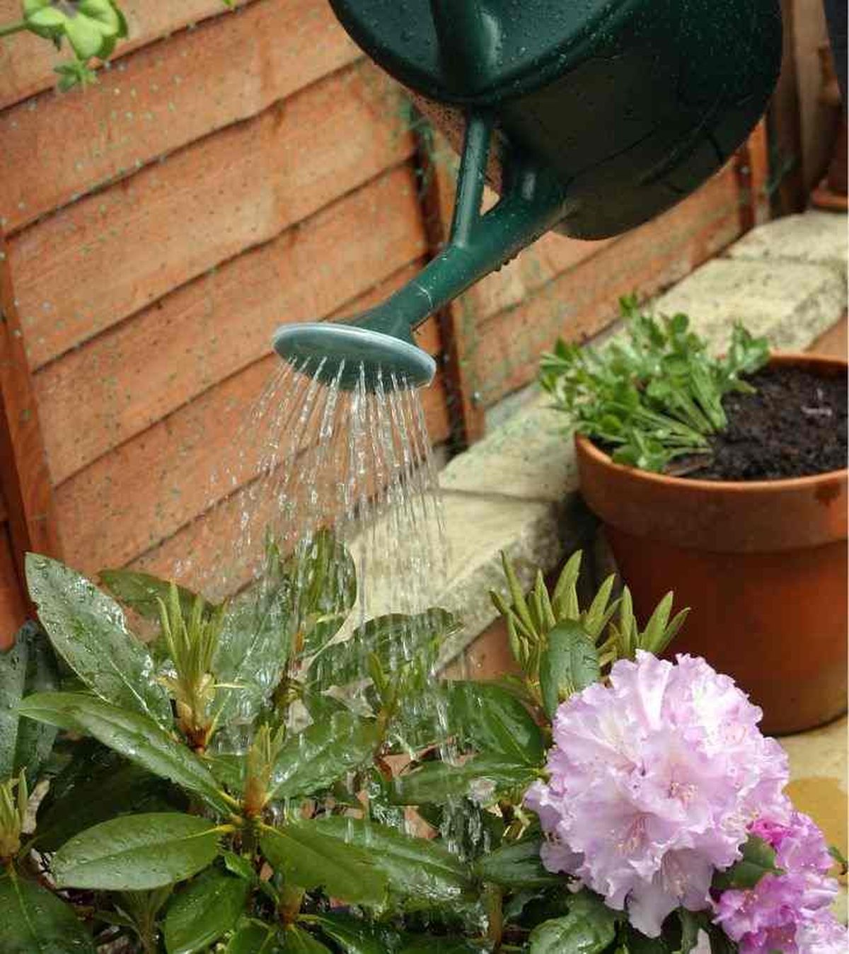 riego rododendro en tiesto