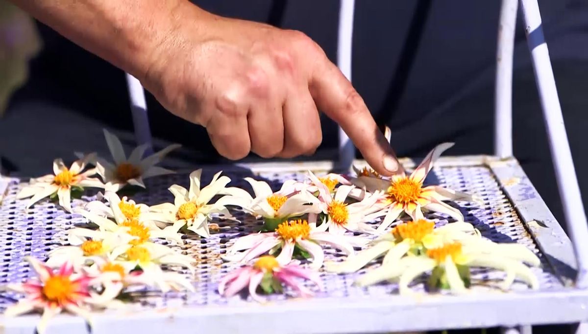 966 semillas dalias flor amarilla