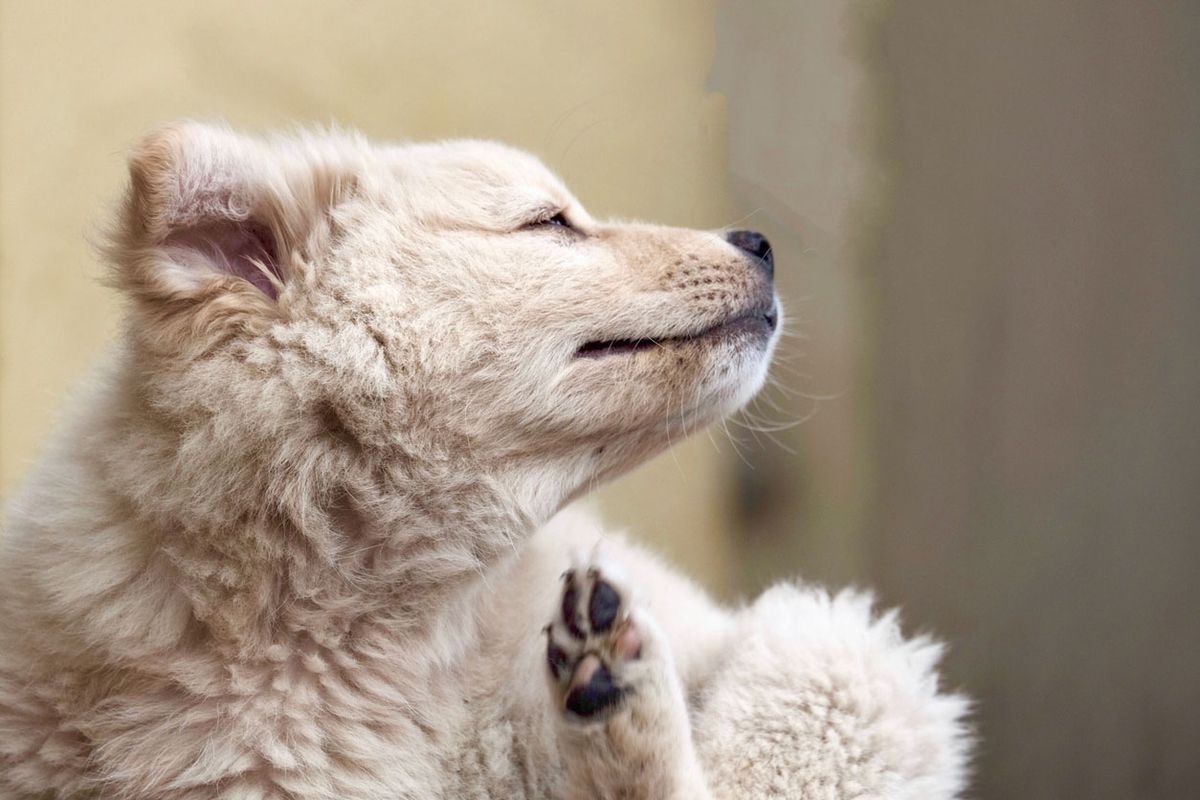 cachorros mas propensos a piojos