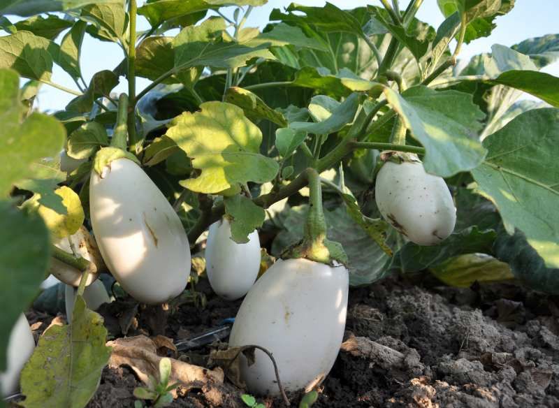Berenjena blanca.