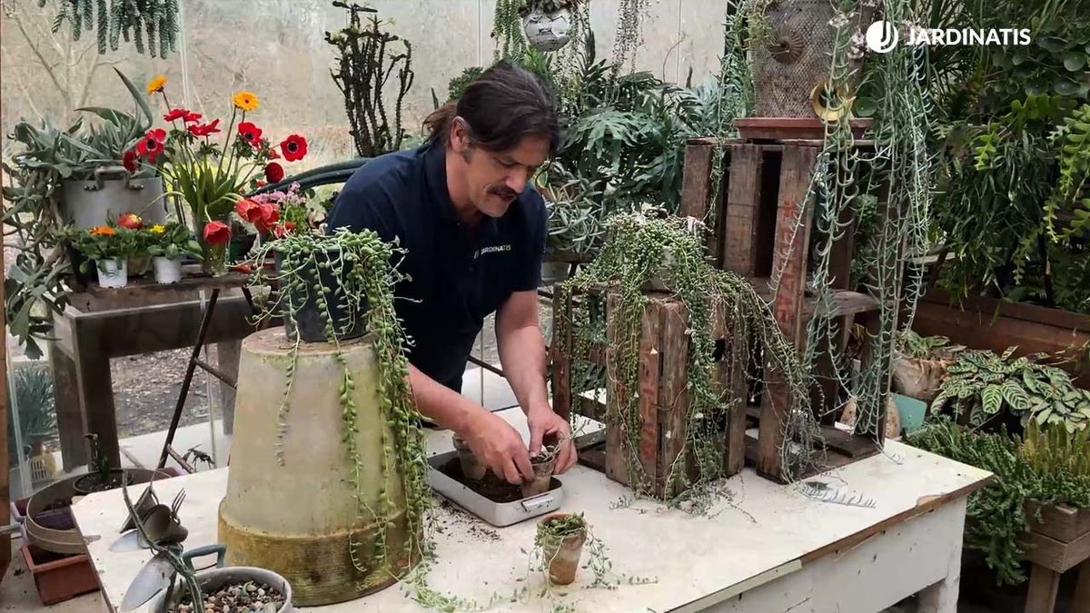 senecios suculentas colgantes xl inigo segurolajardinatis