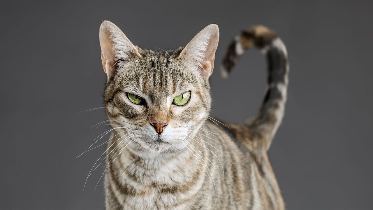 gato enfadado