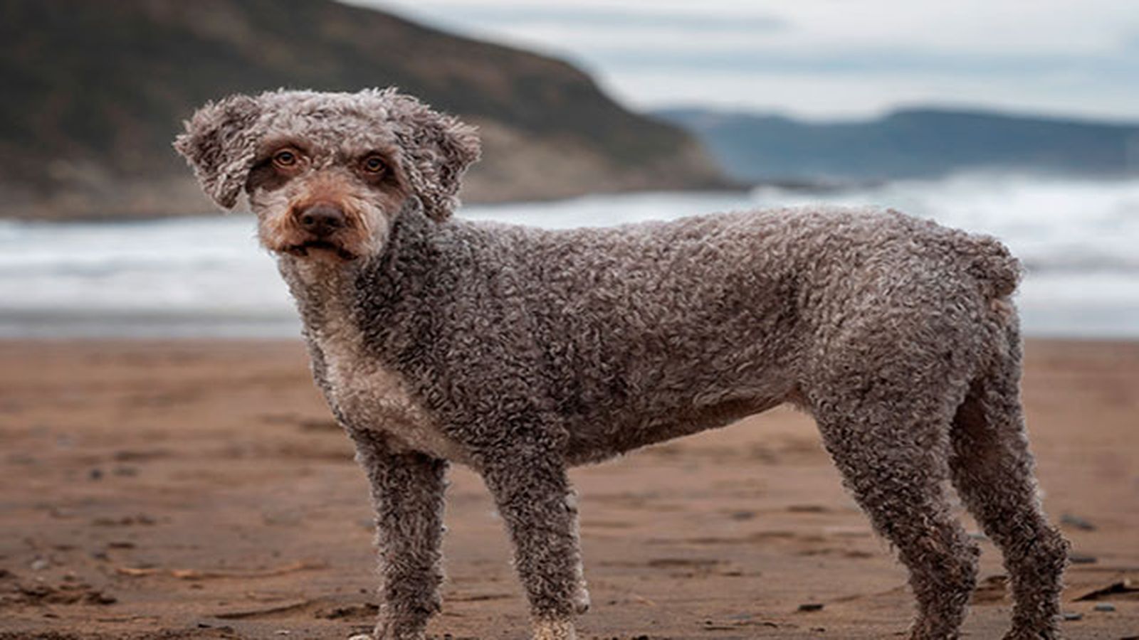 perro de aguas en la playa