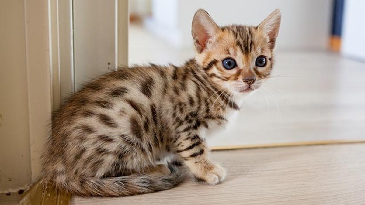 gato bengali bengala 2