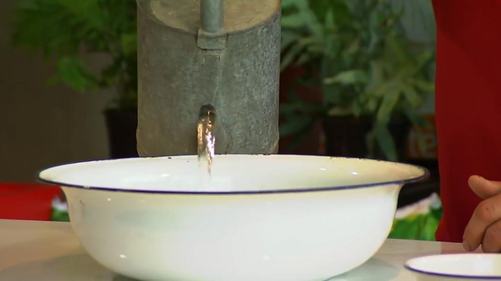 como cultivar helechos en casa recipiente agua