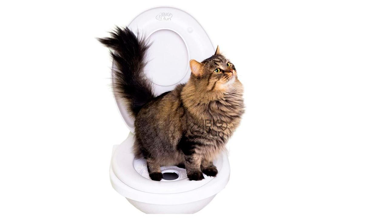 gato usar wc 7