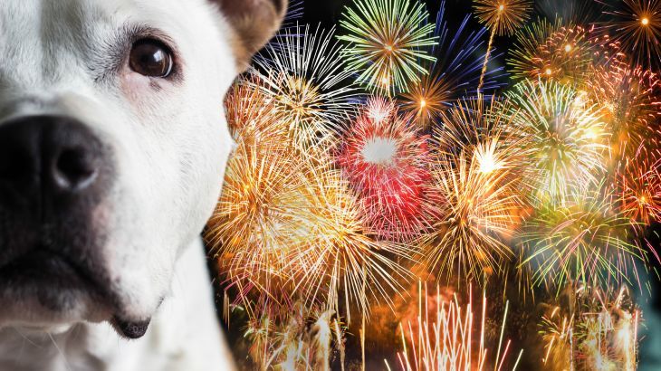 como quitar el miedo a los ruidos a un perro 2