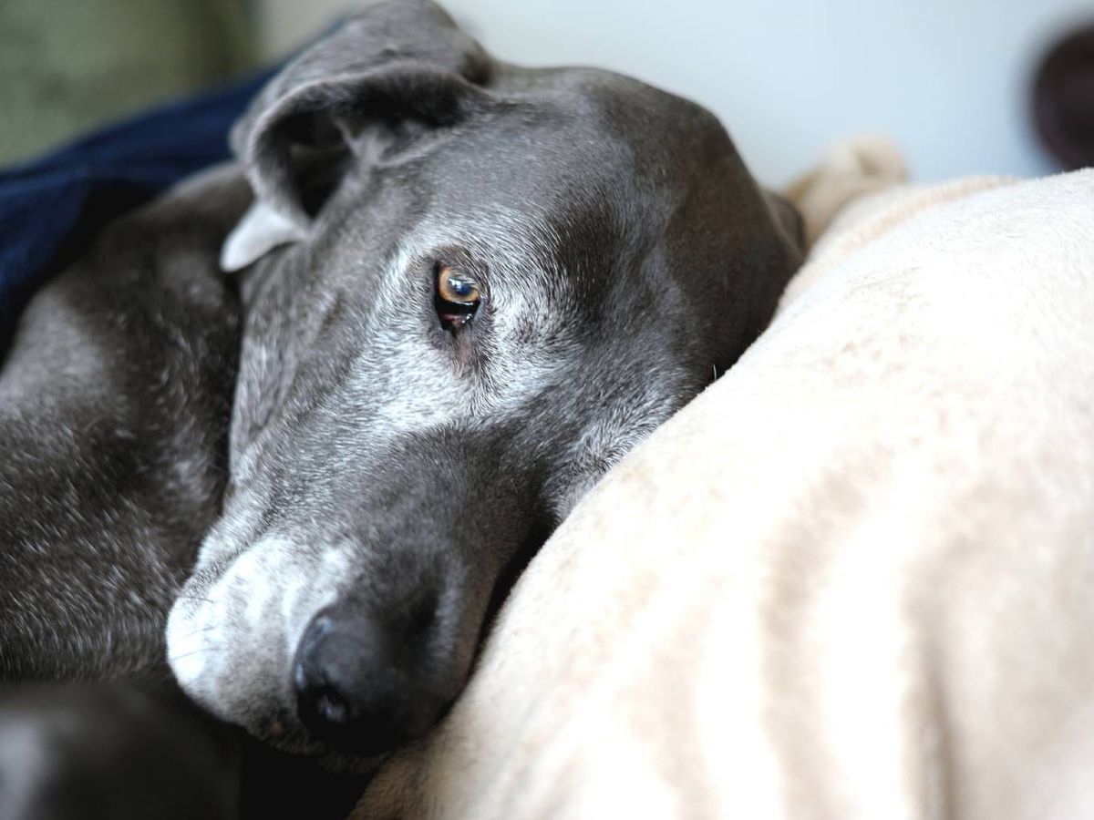 Cuando un perro sufre una enfermedad irreversible, la eutanasia puede ser un acto de compasión.