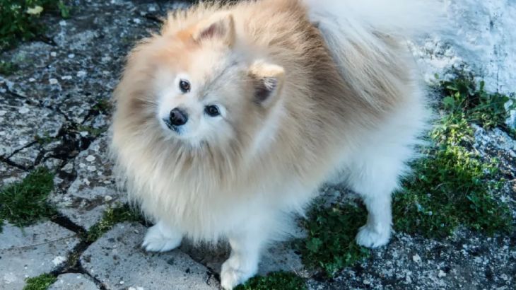 spitz aleman 2
