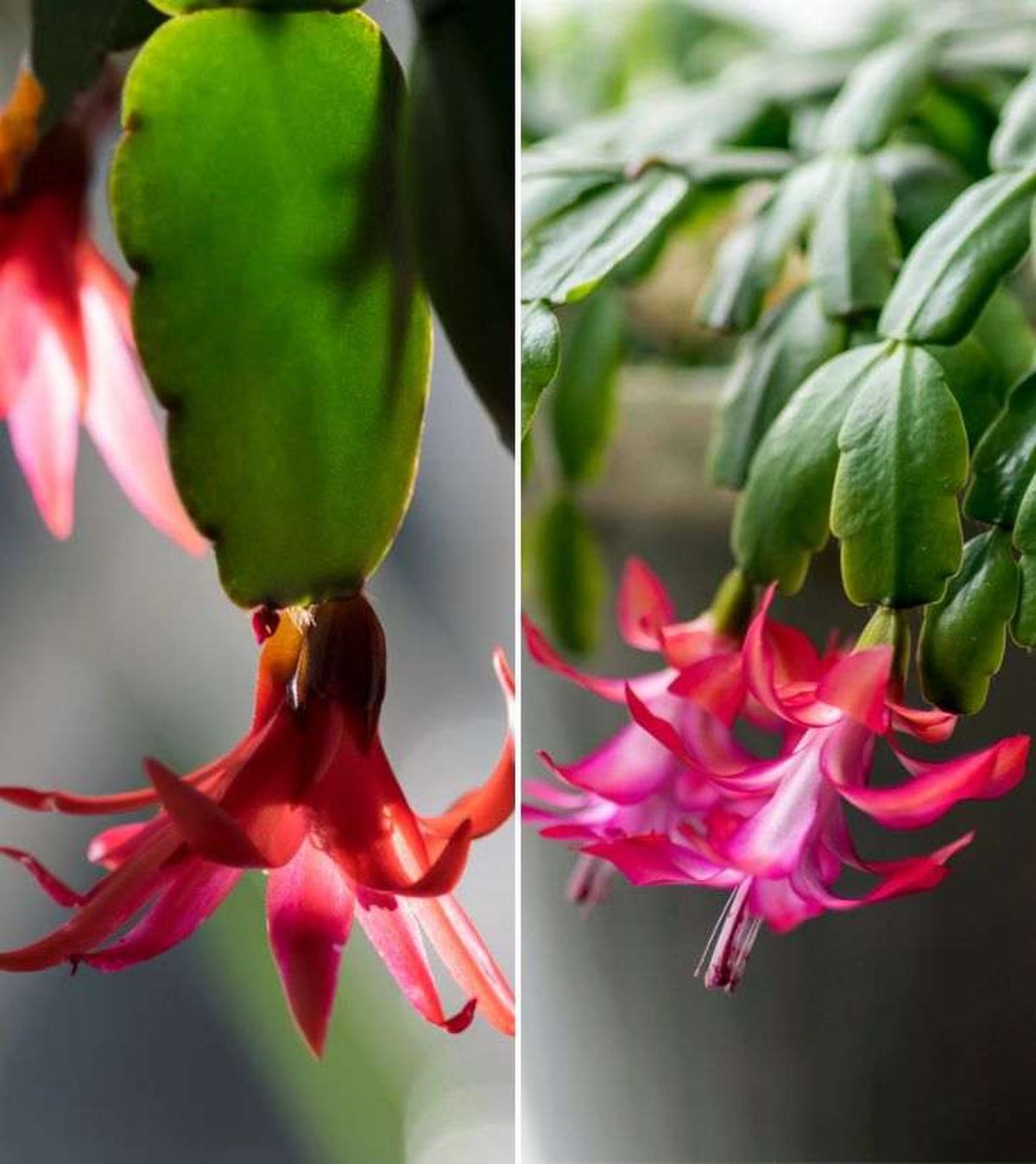 cactus de pascua cactus de navidad