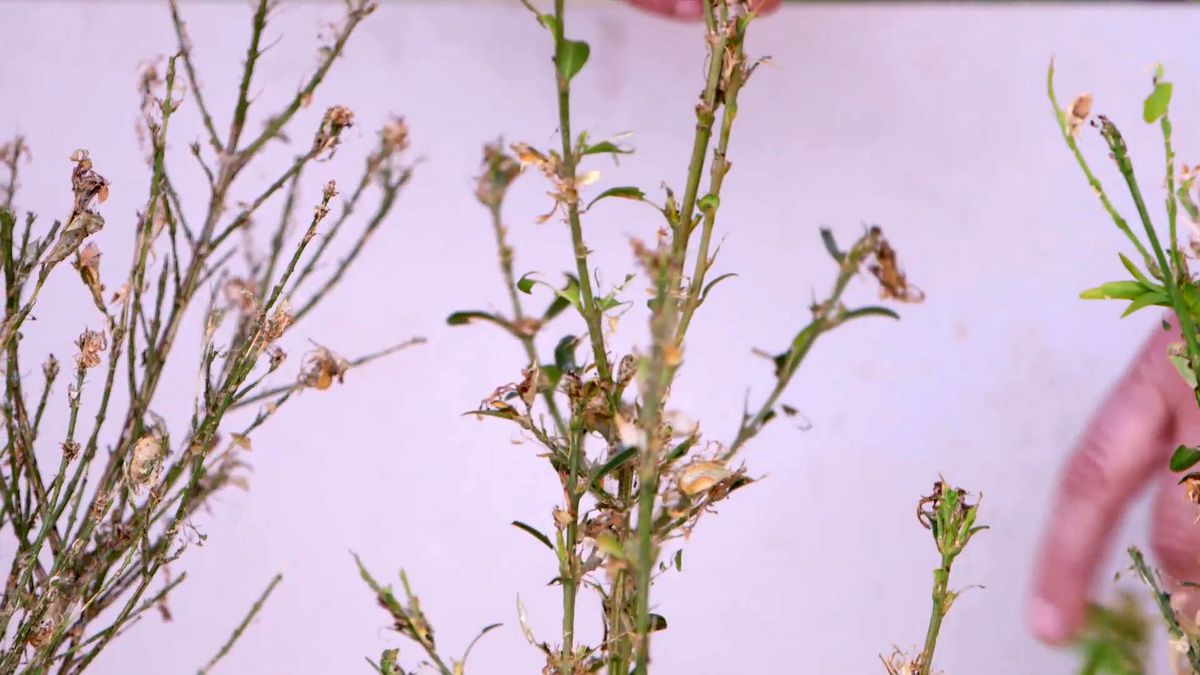 brico 0914 3 oruga boj estadio 3