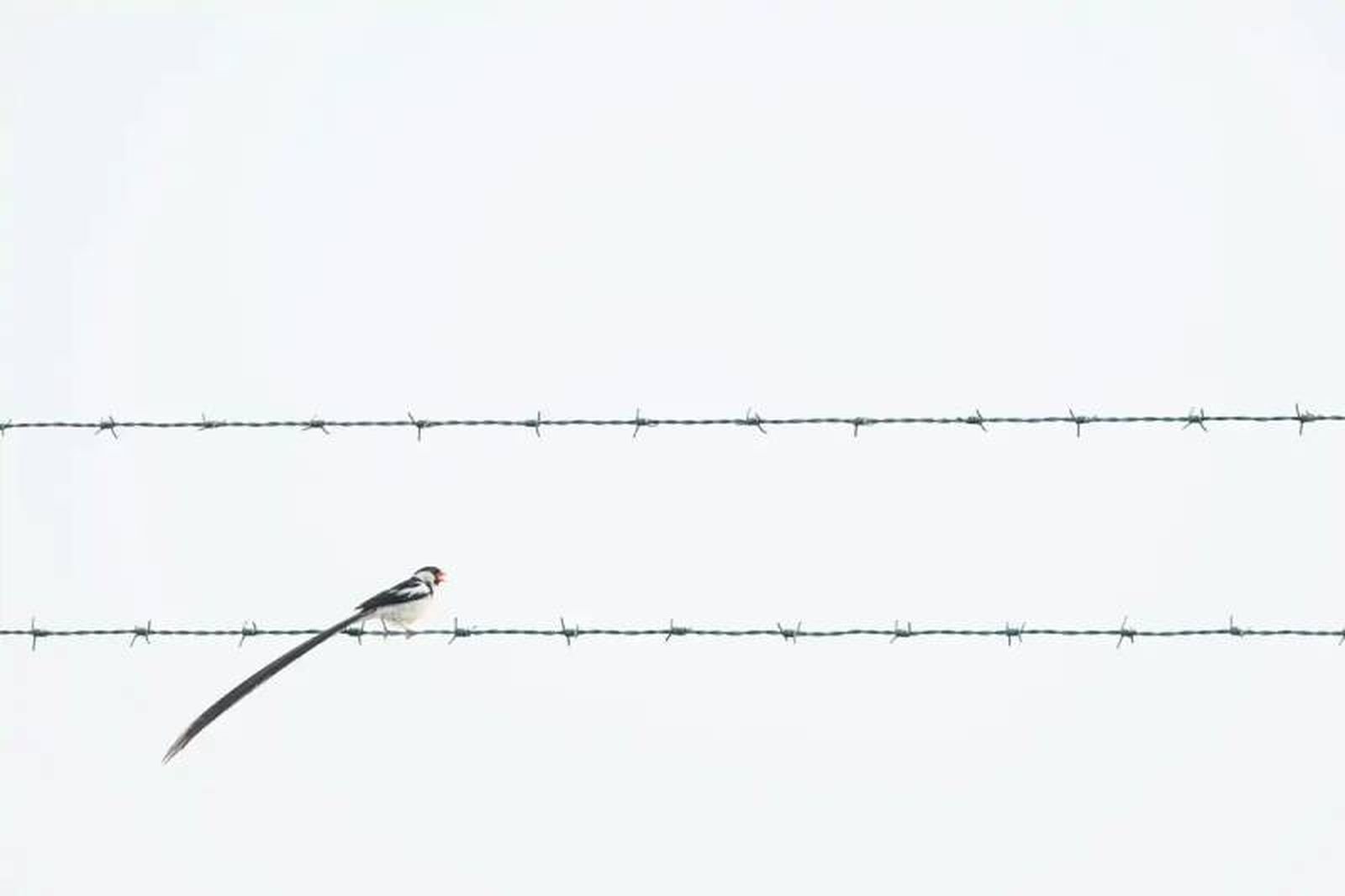 Entre la ciudad y naturaleza: World Nature Photographer AwardsWorld Nature Photographer Awards
