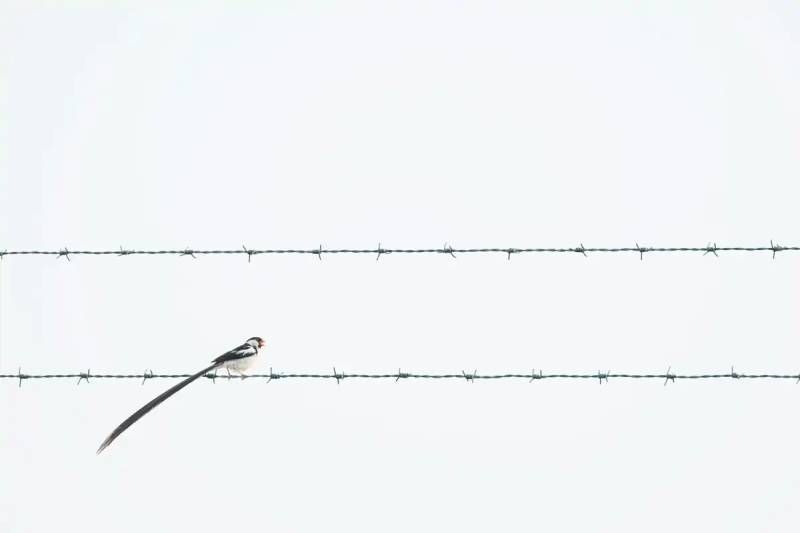 Entre la ciudad y naturaleza: World Nature Photographer AwardsWorld Nature Photographer Awards