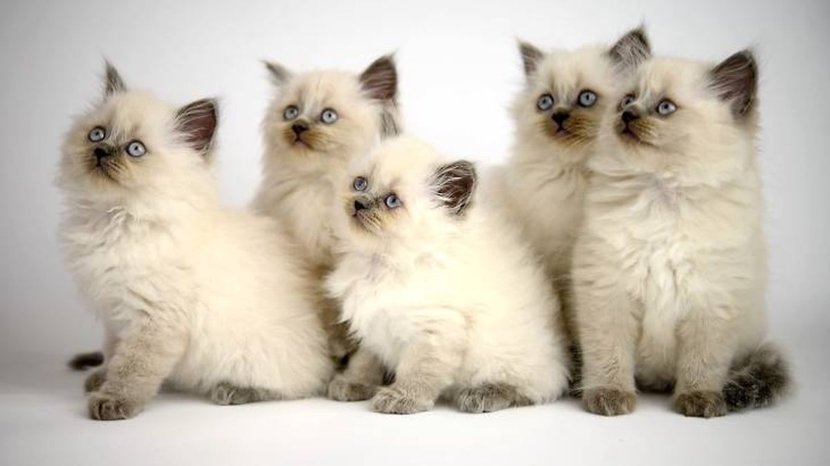 gato siames cachorros