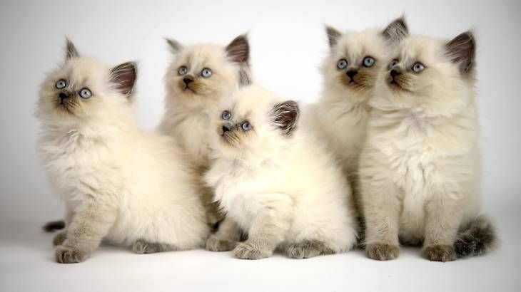 gato siames cachorros