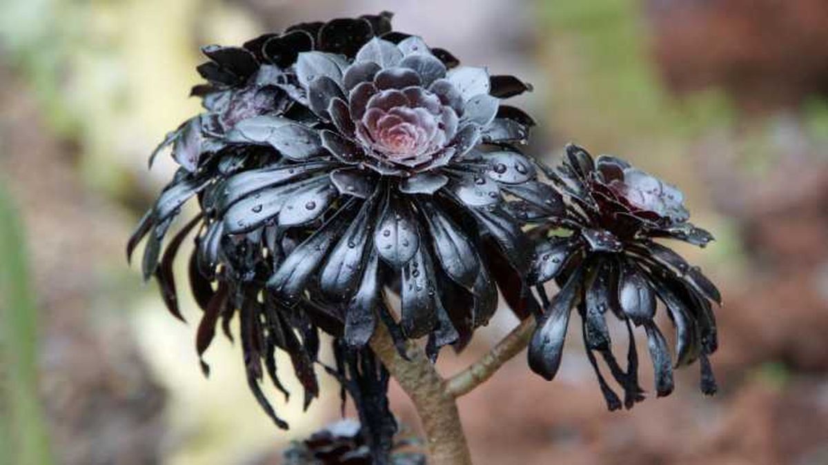 plantas de hojas flores negras