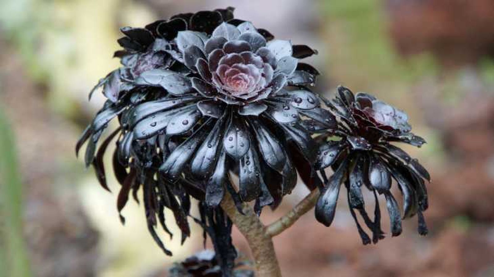 plantas de hojas flores negras