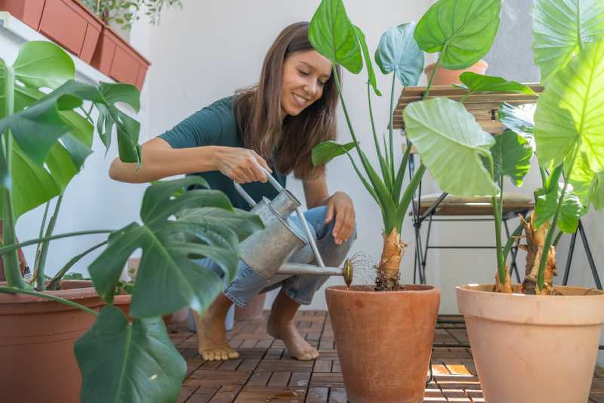 Gracias a este sustrato se ahorra mucha agua