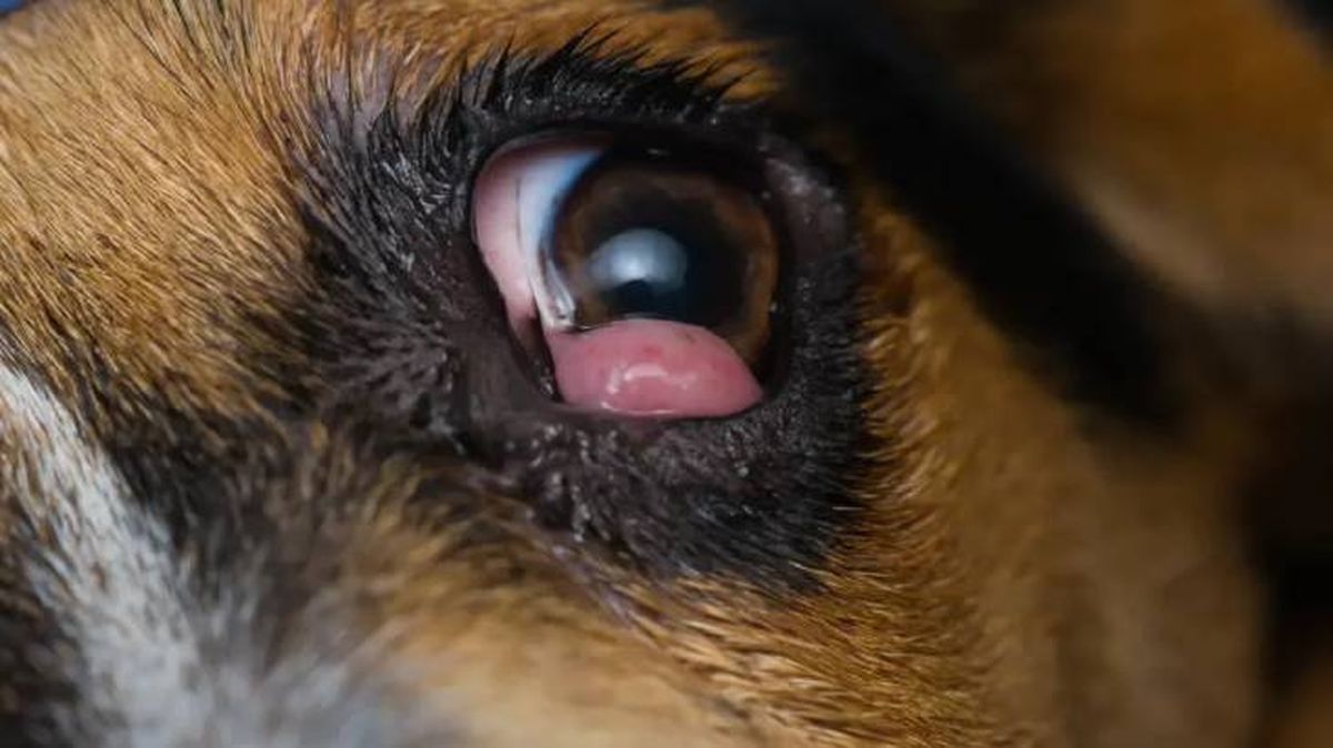 ojos rojos en perros 6 (1)