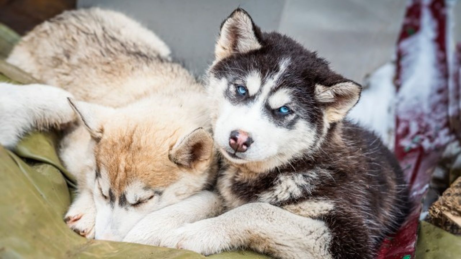 husky siberiano 12