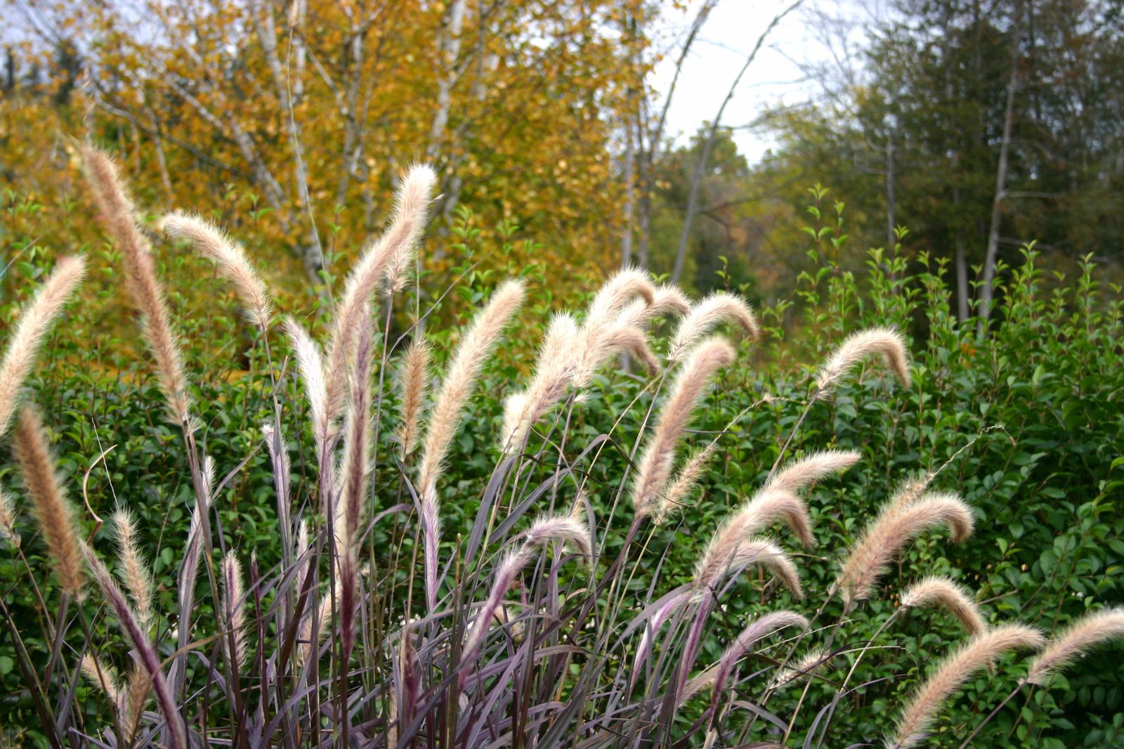 Gramíneas: variedades de pennisetum