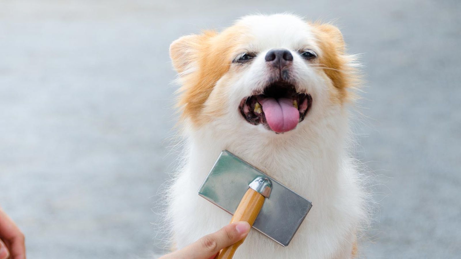 nutrientes necesarios pelo perro 4