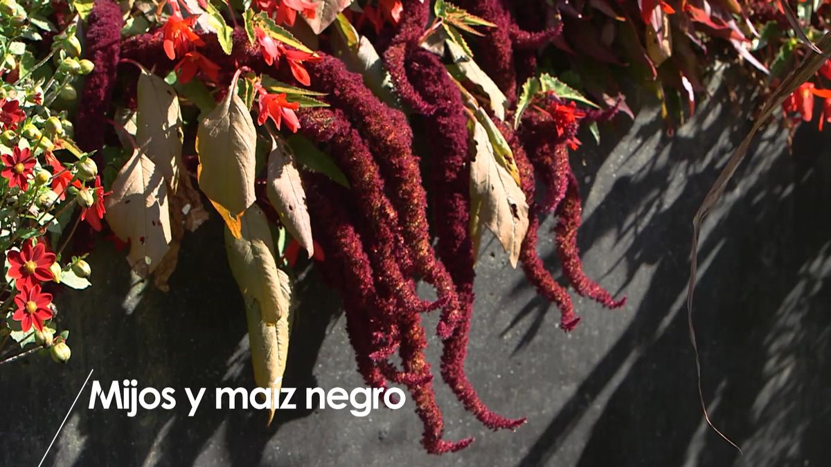 brico 964 3 mijo maiz morado detalle