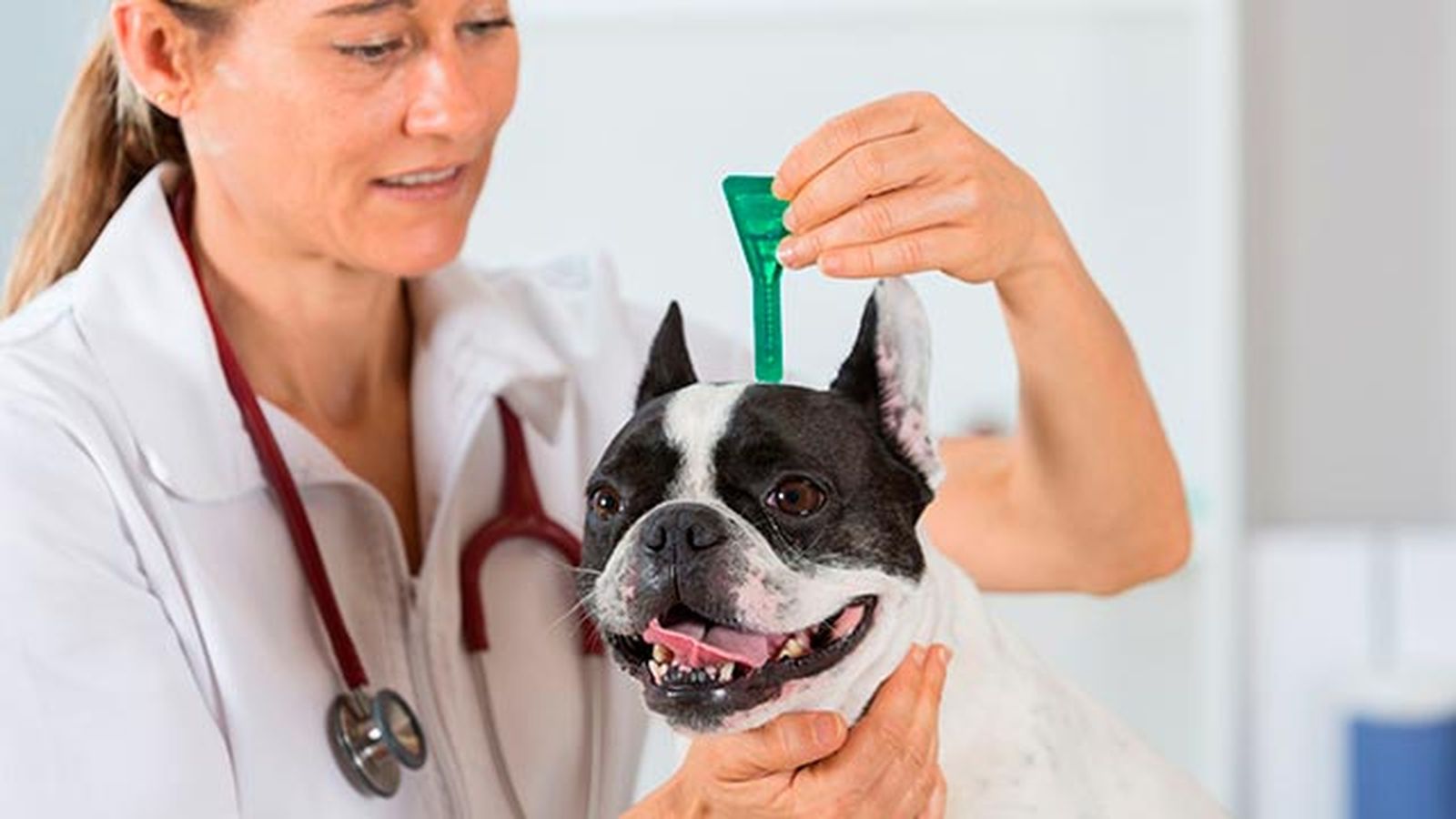 pipeta desparasitante veterinario bulldog frances