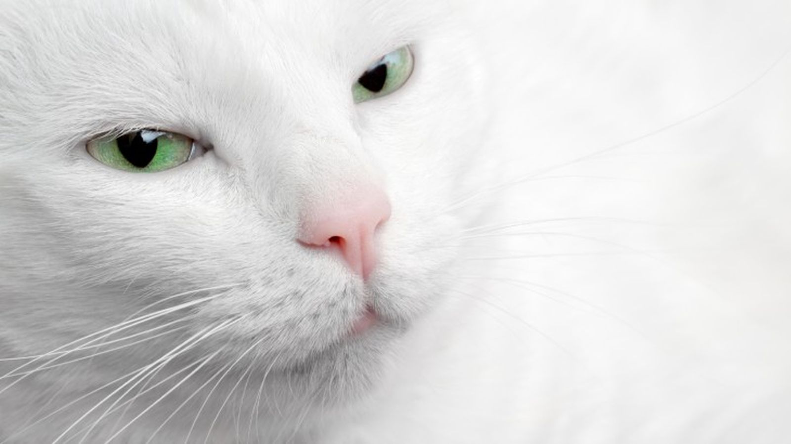 razas de gatos blancos 1