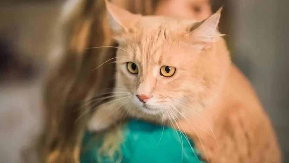 moquillo en gatos 11