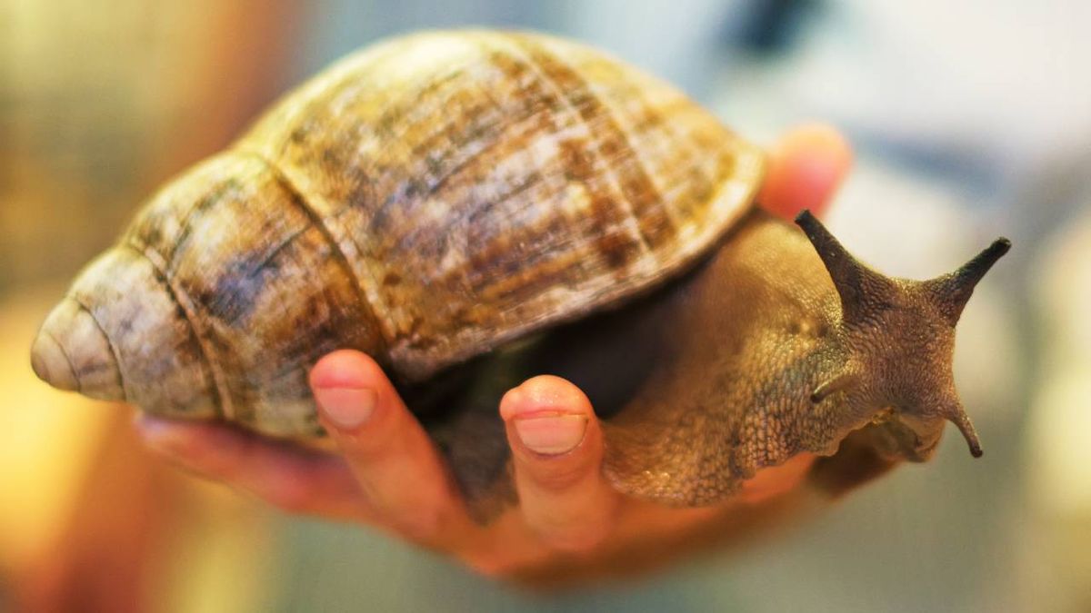caracol gigante africano especie exotica invasora Espana peligro enfermedades