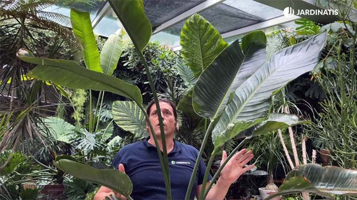 Strelitzia Augusta Strelitzia alba planta interior de hojas grandes