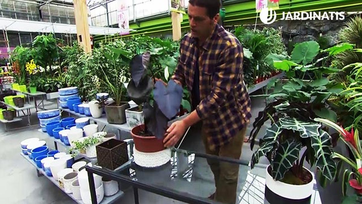 DEKO_JARDIN_609_Black Beauty Elephant Ear