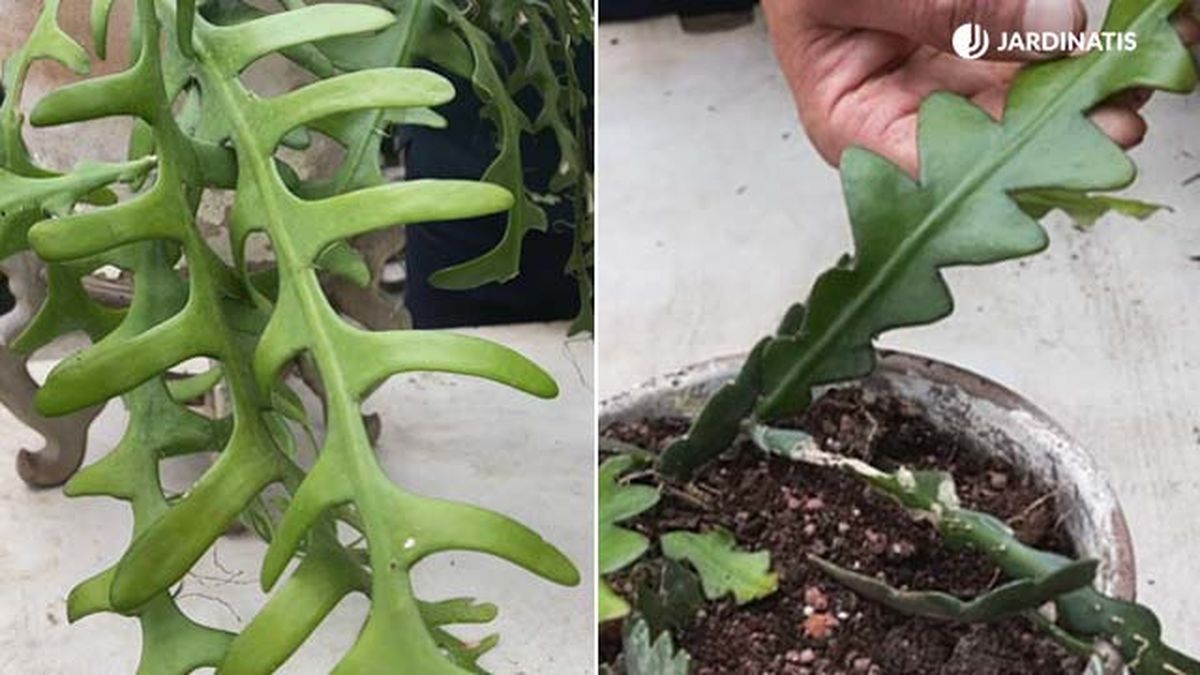 diferencias epiphyllum anguliger y selenicereus anthonyanus jardinatis 18