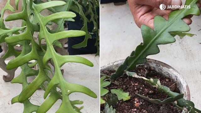 diferencias epiphyllum anguliger y selenicereus anthonyanus jardinatis 18
