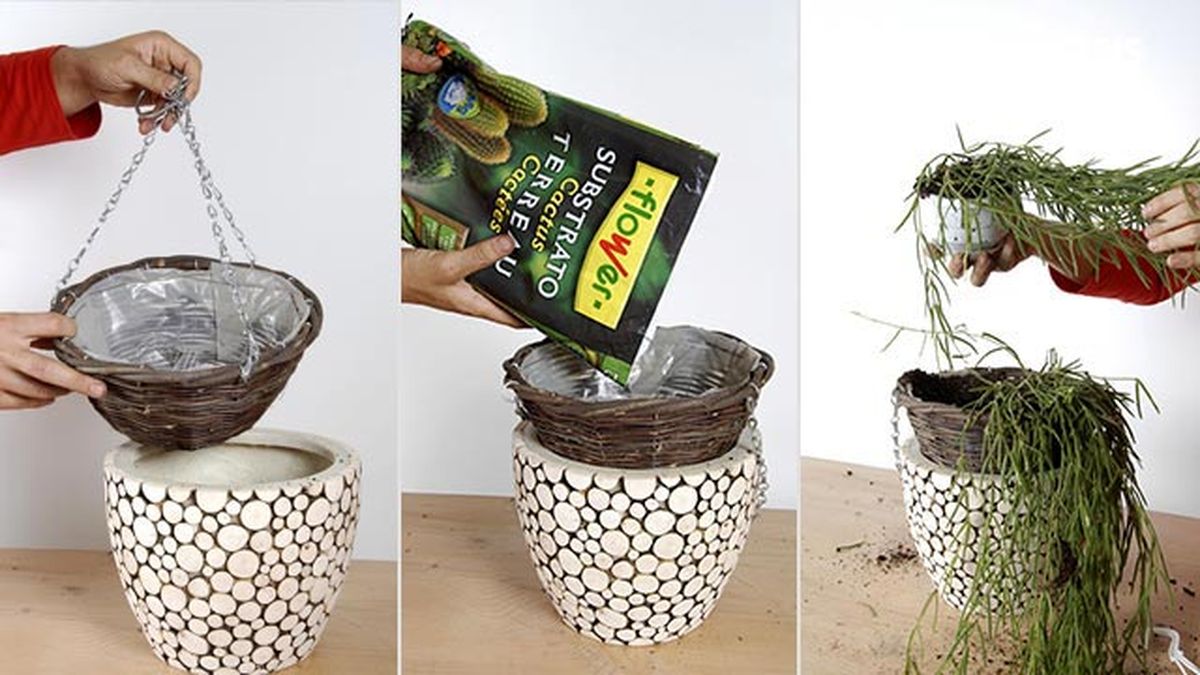 plantacion hoya linearis cestos colgantes deco 233 1 2 3