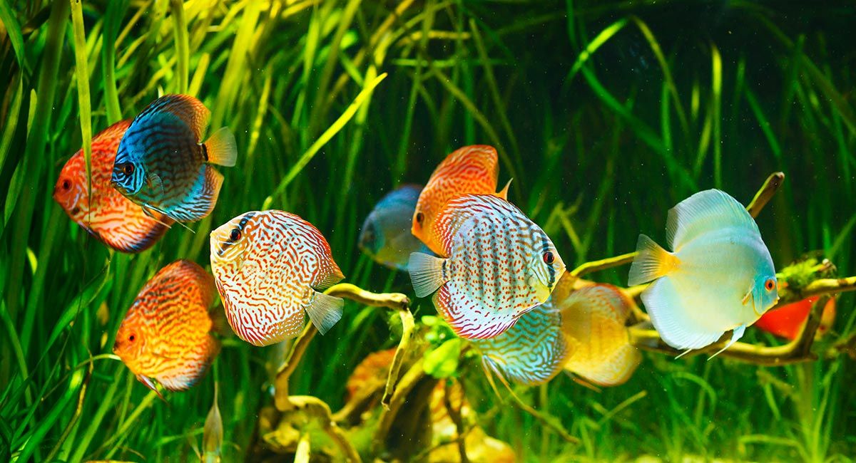 mascotas pez disco acuario