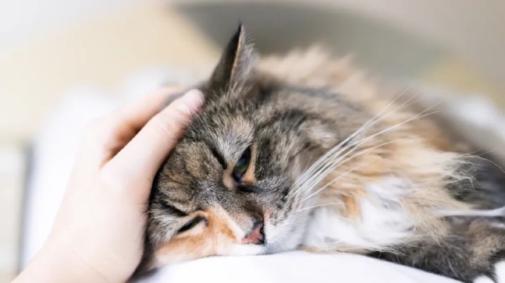 hongos en gatos 3