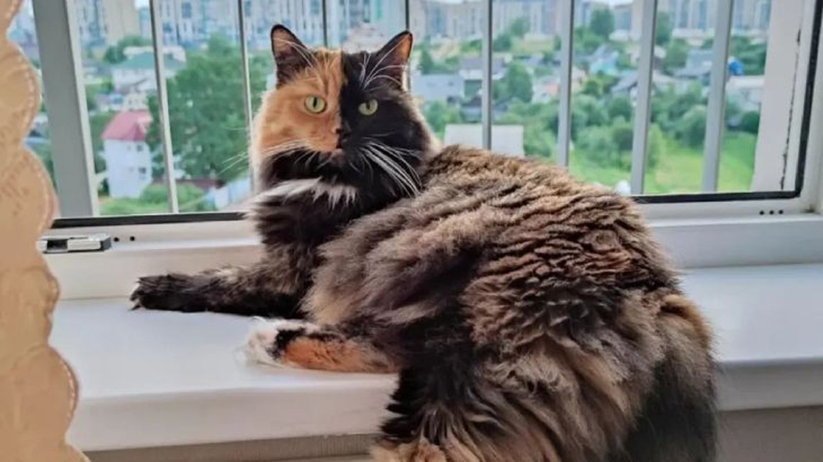 gatos quimera venus
