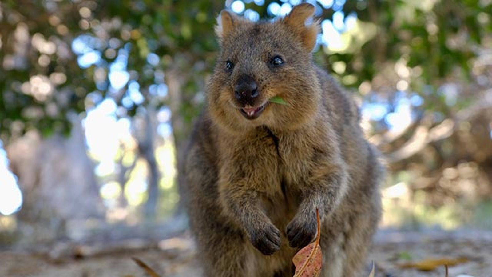 animales felices 17 quokka