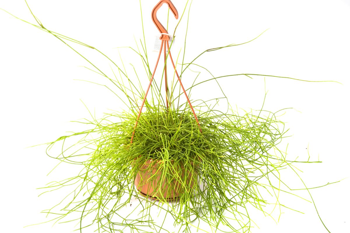 plantas crasas colgantes