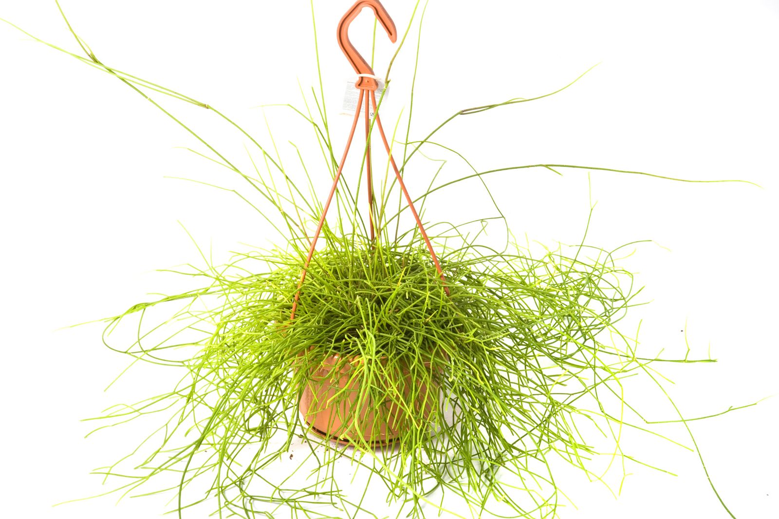 plantas crasas colgantes