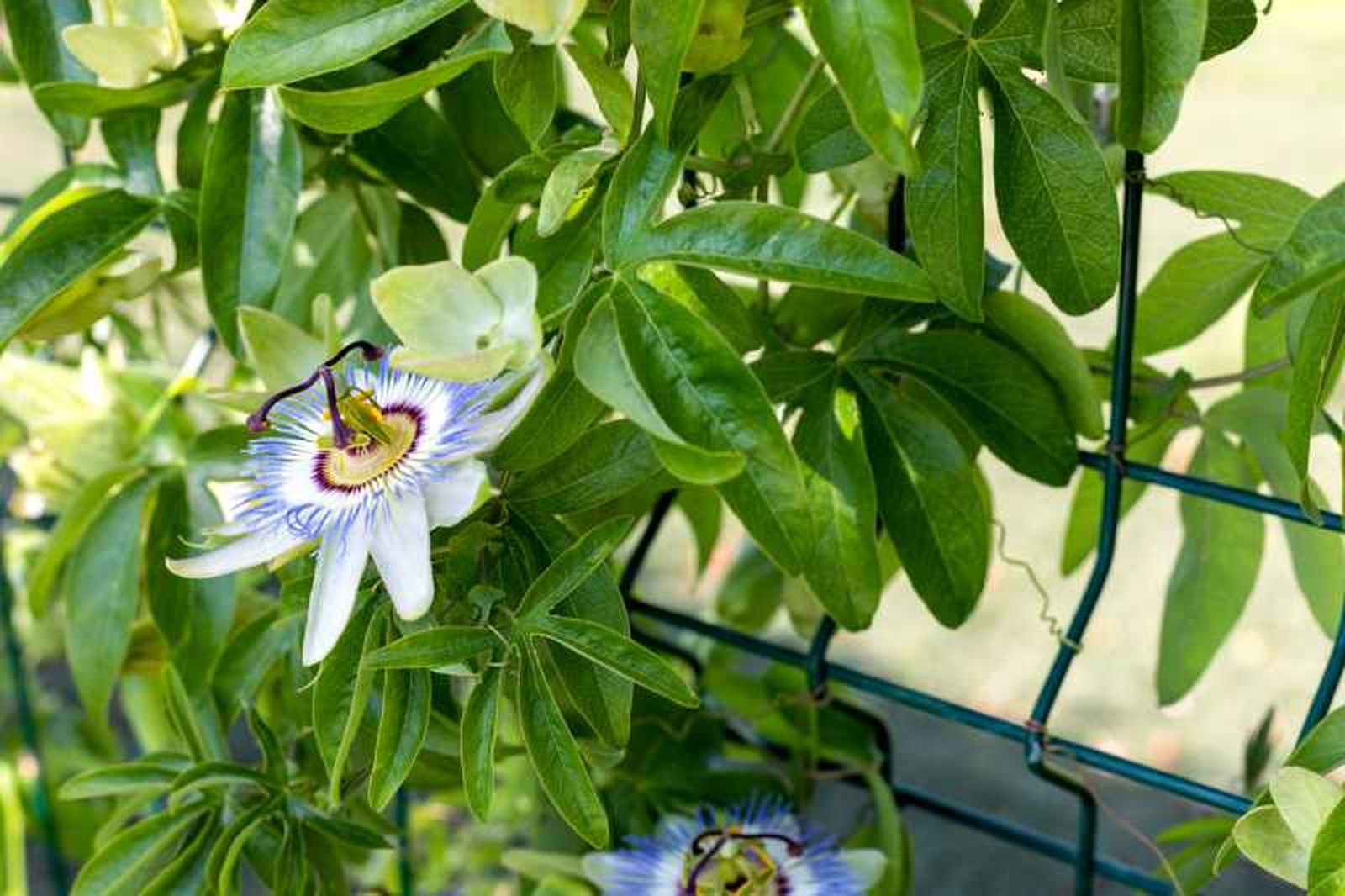Flor de la Pasión
