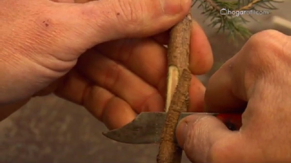 Injertos en coníferas paso 1