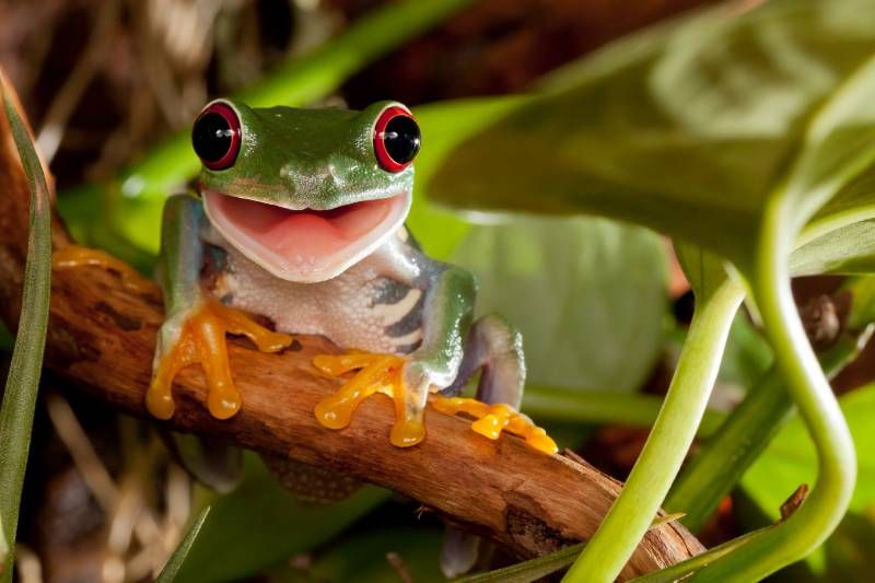 Dependiendo de la especie, el terrario tendrá que tener unas u otras dimensiones.